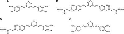 In Vitro Hepatic Metabolism of Curcumin Diethyl Disuccinate by Liver S9 from Different Animal Species